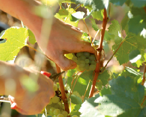 アルベール ビショー 手摘みでブドウを収穫