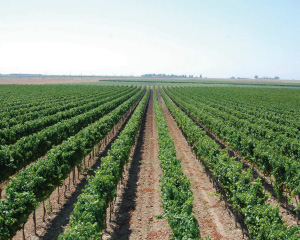 赤ワイン コンティ ゼッカ ブドウ畑