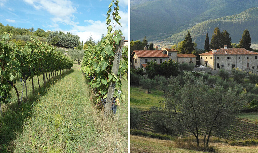 カンティーナ フラテリ ベリーニ ブドウ畑と外観