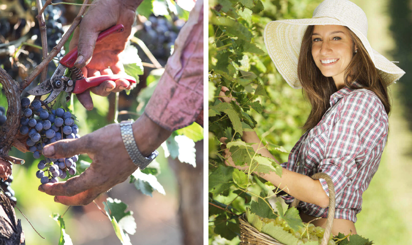 ビプントイオ 手摘みされるブドウとブドウ畑に立つ女性