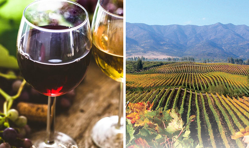 ルナカ 赤白ワイングラスとブドウ畑と山