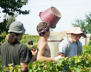 オリヴィエ ルフレーヴ ブドウの収穫