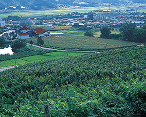 タケダ ワイナリー ブドウ畑の景観
