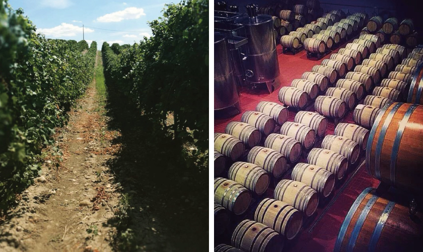 テアヌム ブドウ畑とワイン木樽