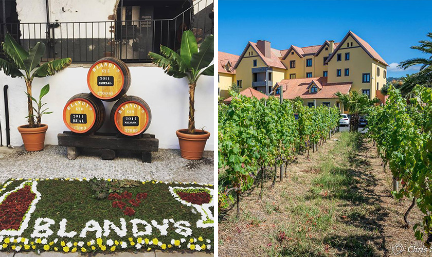 ザ マデイラ ワイン カンパニー ワイン樽とブドウ畑とワイナリー建物