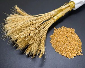 アサヒ オリオン 75BEER ベルジャンホワイト 小麦