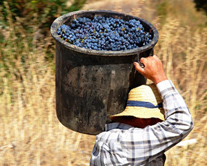 ヴィーニョス ドウロ スペリオル 収穫したブドウを担ぐ人