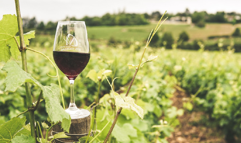 ジル ド ラモア ブドウ畑 赤ワイングラス