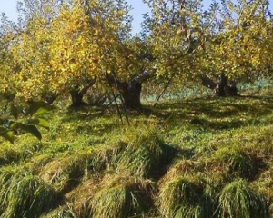 鴻巣果樹園（飛騨産りんごジュース） リンゴの木