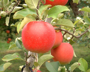鴻巣果樹園（飛騨産りんごジュース） 完熟したリンゴ