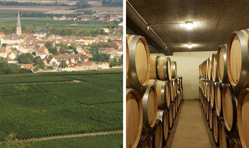 ドメーヌ ラトゥール ジロー ブドウ畑とワイン木樽