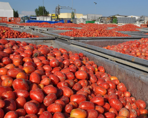 メニュー 収穫されたトマト