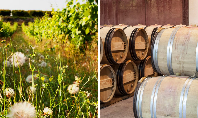 パゴ カサ グラン ブドウ畑とワイン木樽