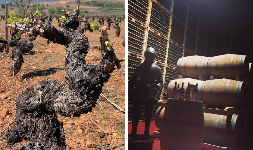 ビノス デ アルガンサ ブドウの樹とワイン蔵